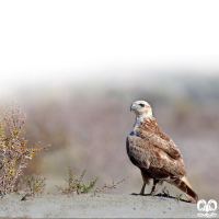 گونه سارگپه پا بلند Long-legged Buzzard